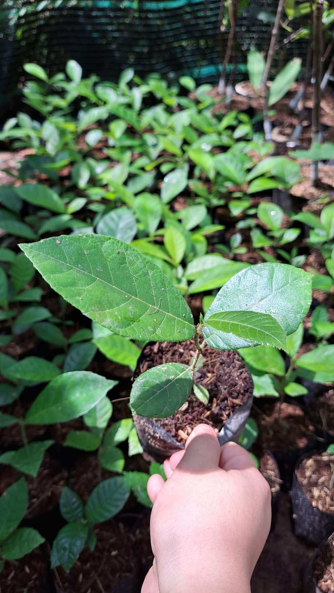 CÂY dủ dẻ rừng - cây giống có bầu đất cây con