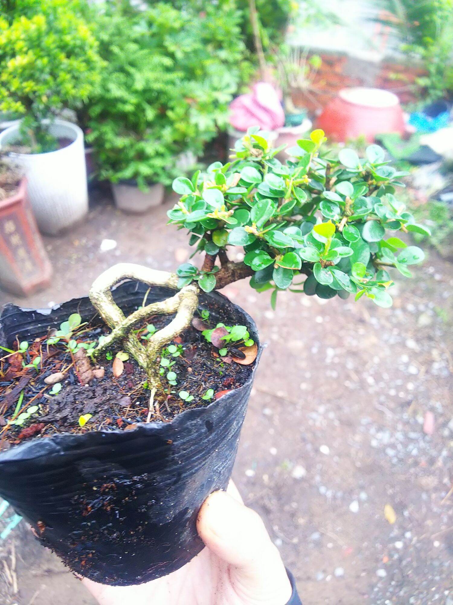 Sam núi bonsai mini sĩze 10cm phân tan chậm
