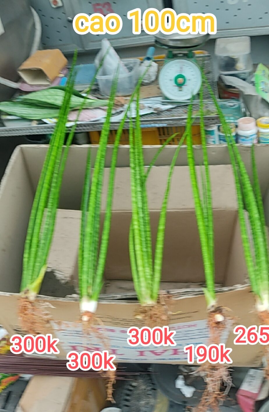 Cây lưỡi hổ - Sansevieria bụi lá tròn