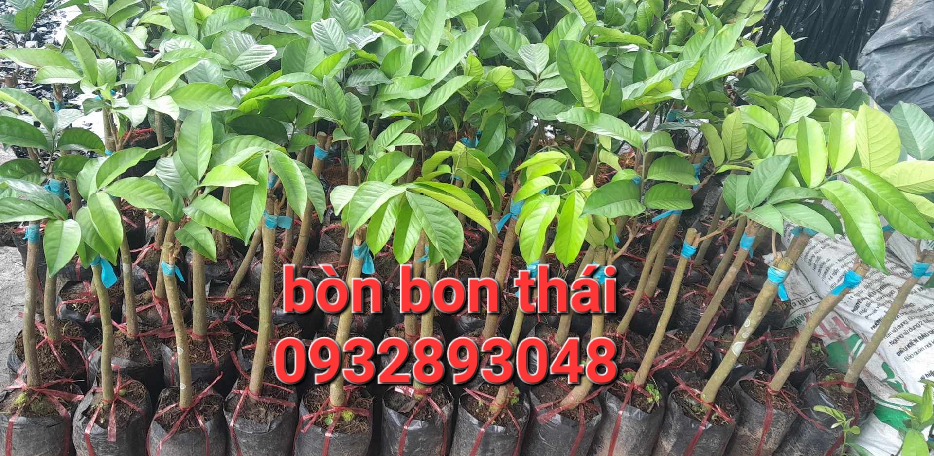 Cây giống bòn bon thái