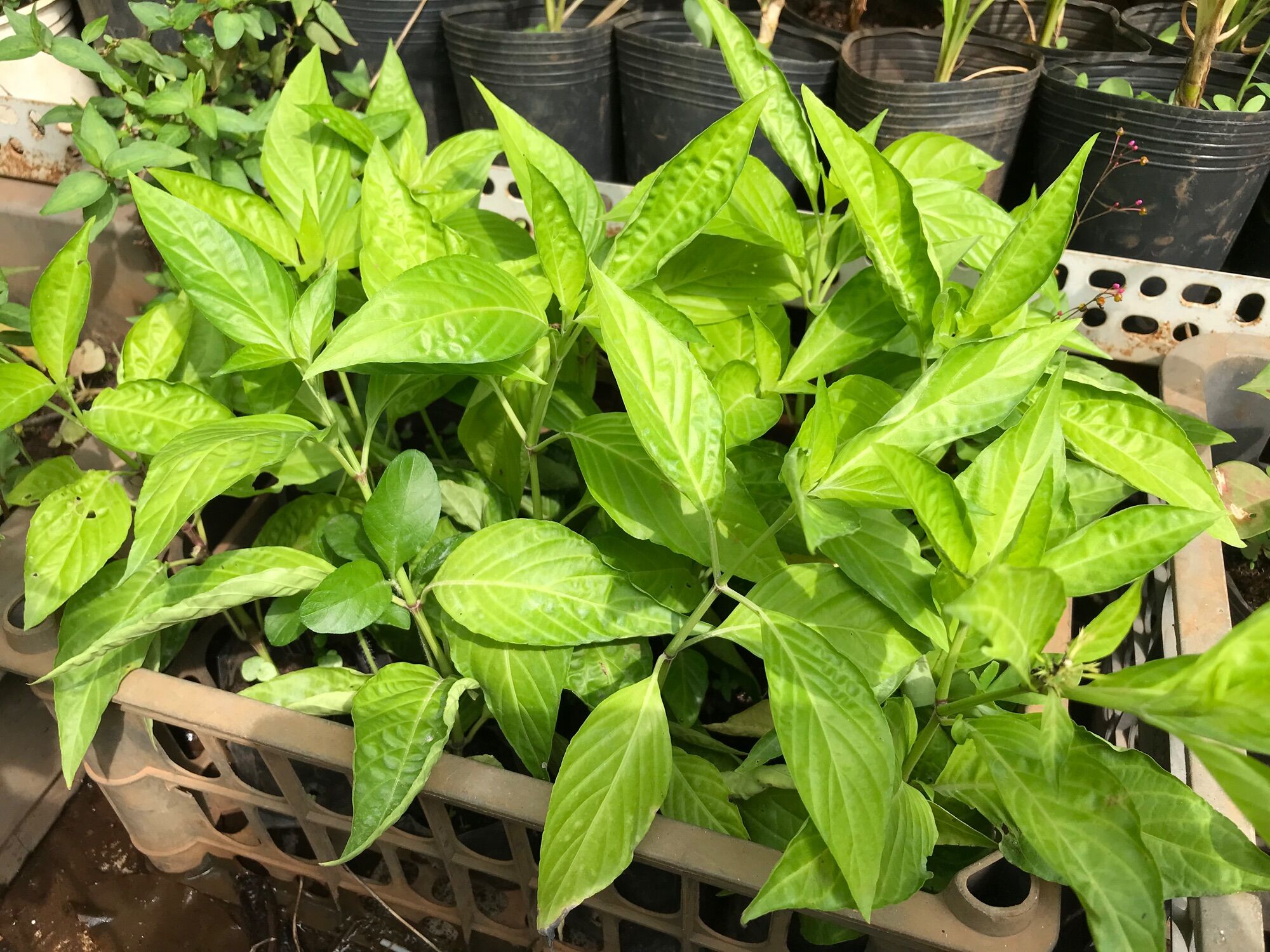 Cây lá cẩm tím giống
