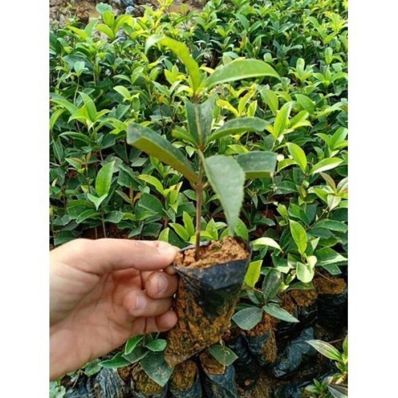 Cây mộc hương