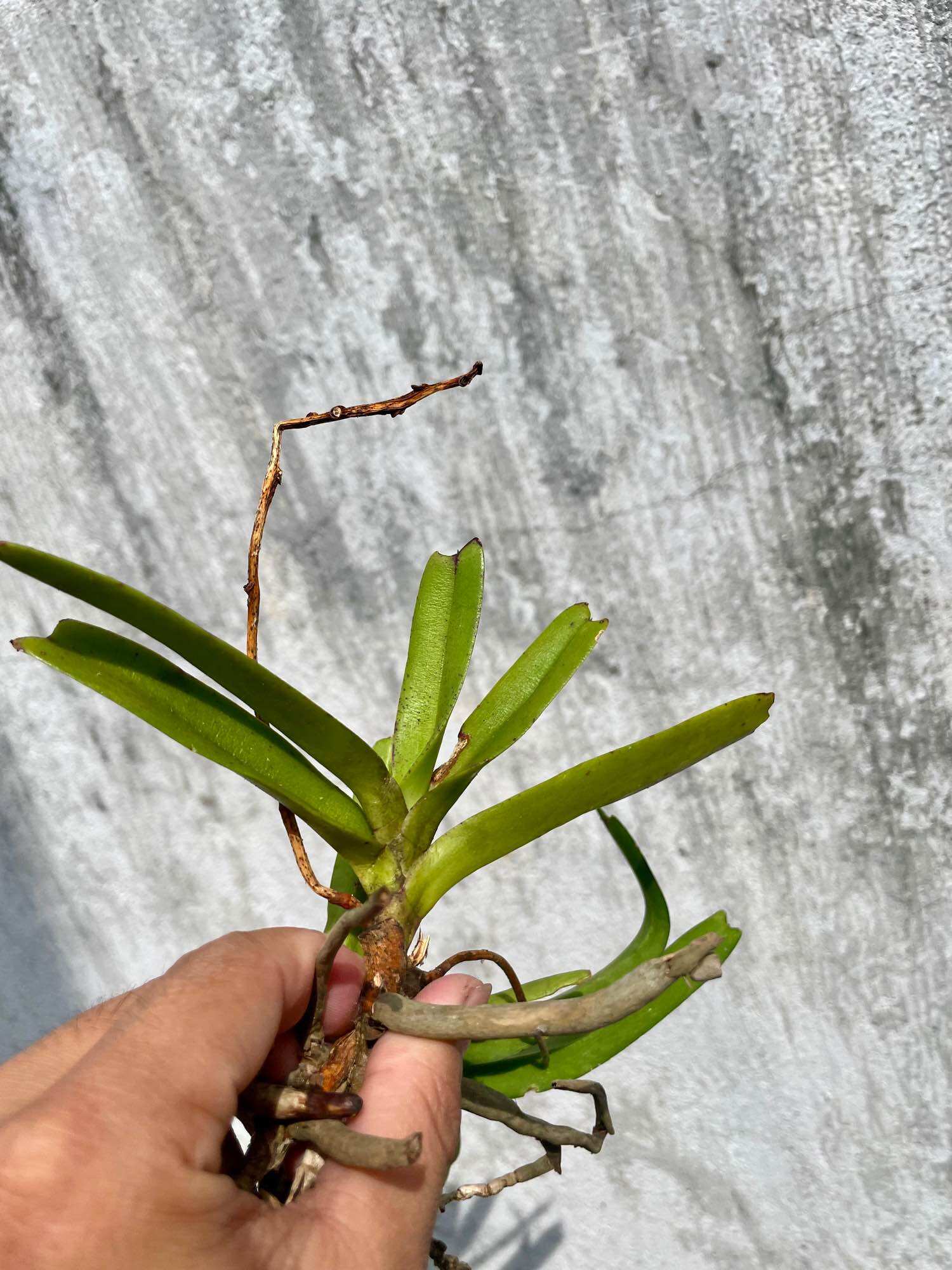 combo 3 cây lan rừng HỒNG NHẠN (hoa thơm, dễ trồng, bao sống)