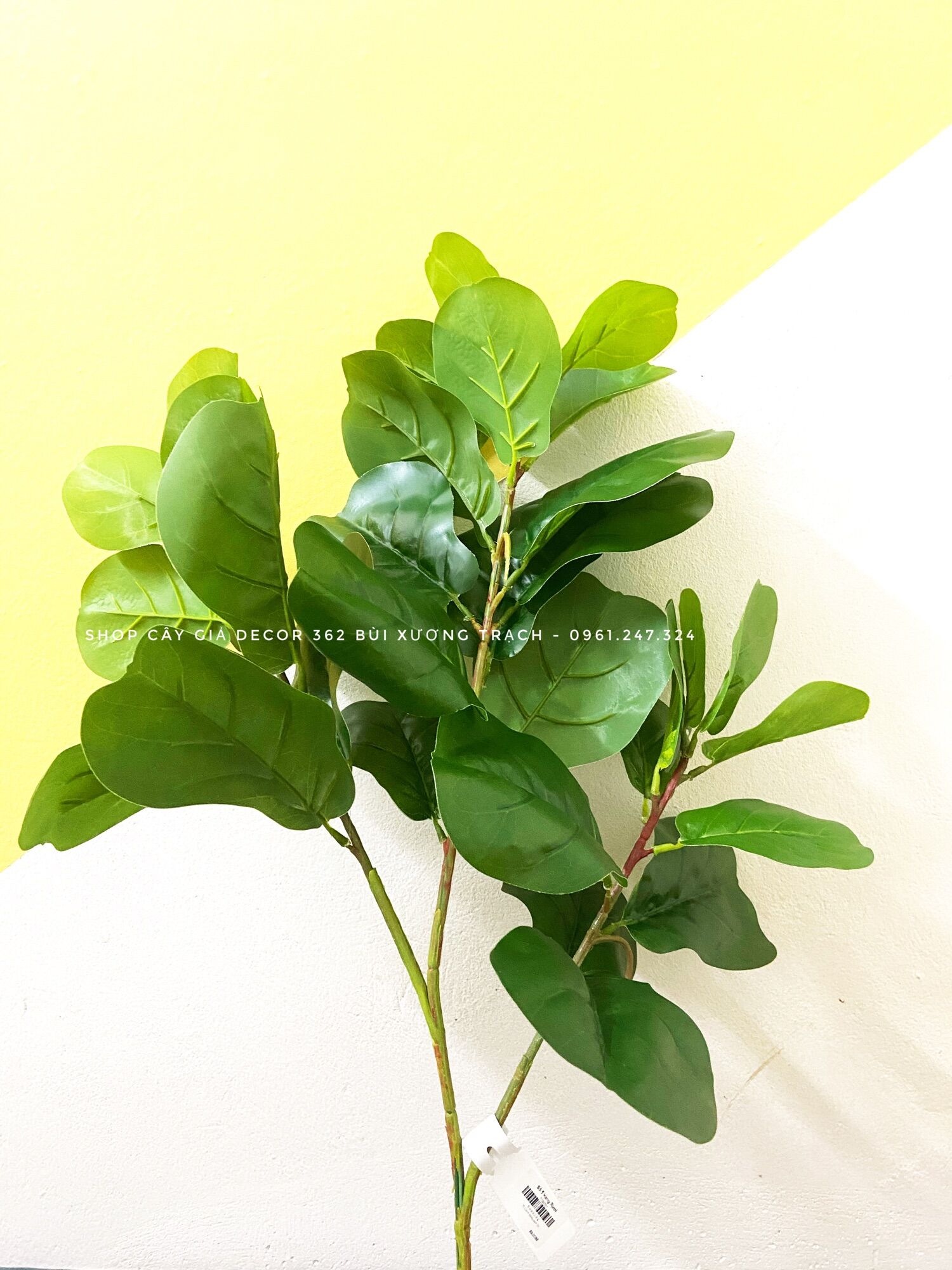 Cành bàng sing 75cm thân mảnh - 3 nhánh