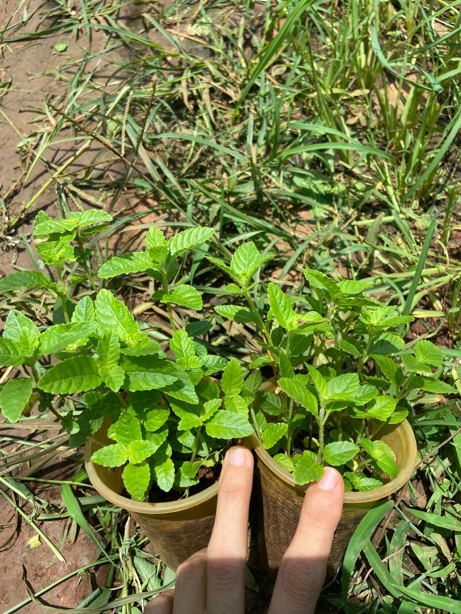 Cây sương sáo làm thạch đen (thạch sương sáo)