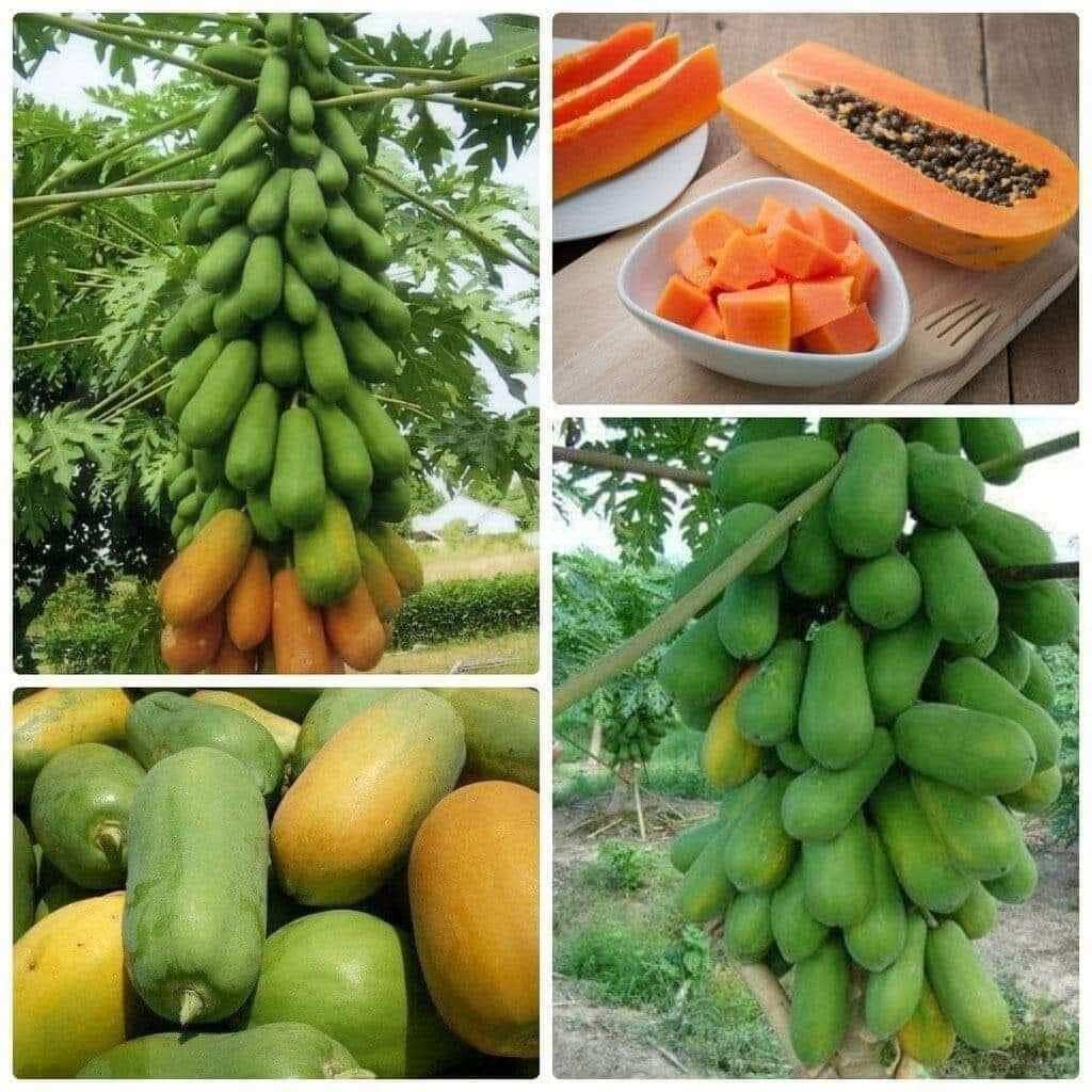 10 cây Giống ĐU ĐỦ LÙN SIÊU TRÁI