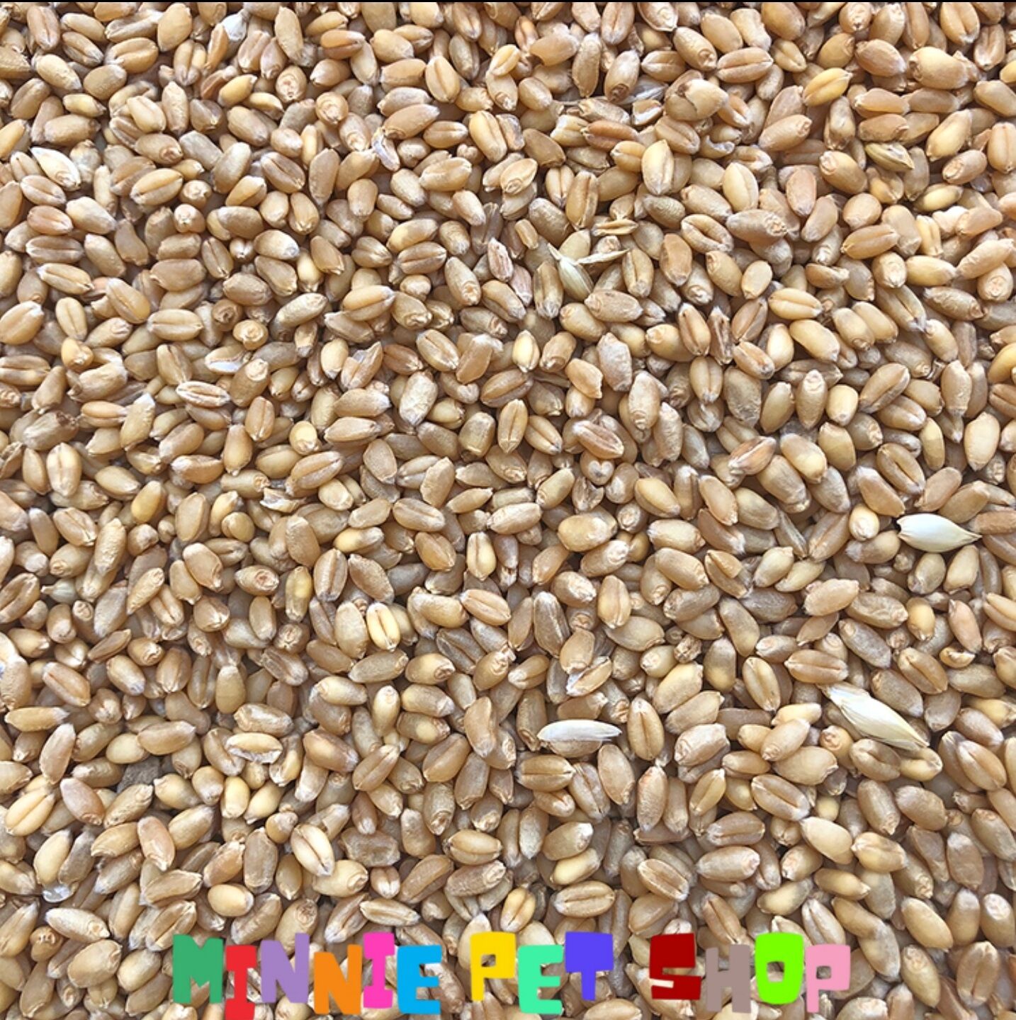 Lúa mì 1kg - thức ăn cho hamster