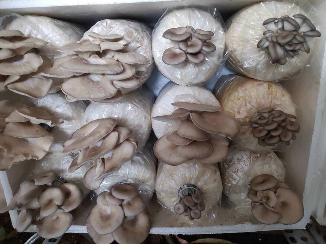 Combo 10 phôi nấm bào ngư xám