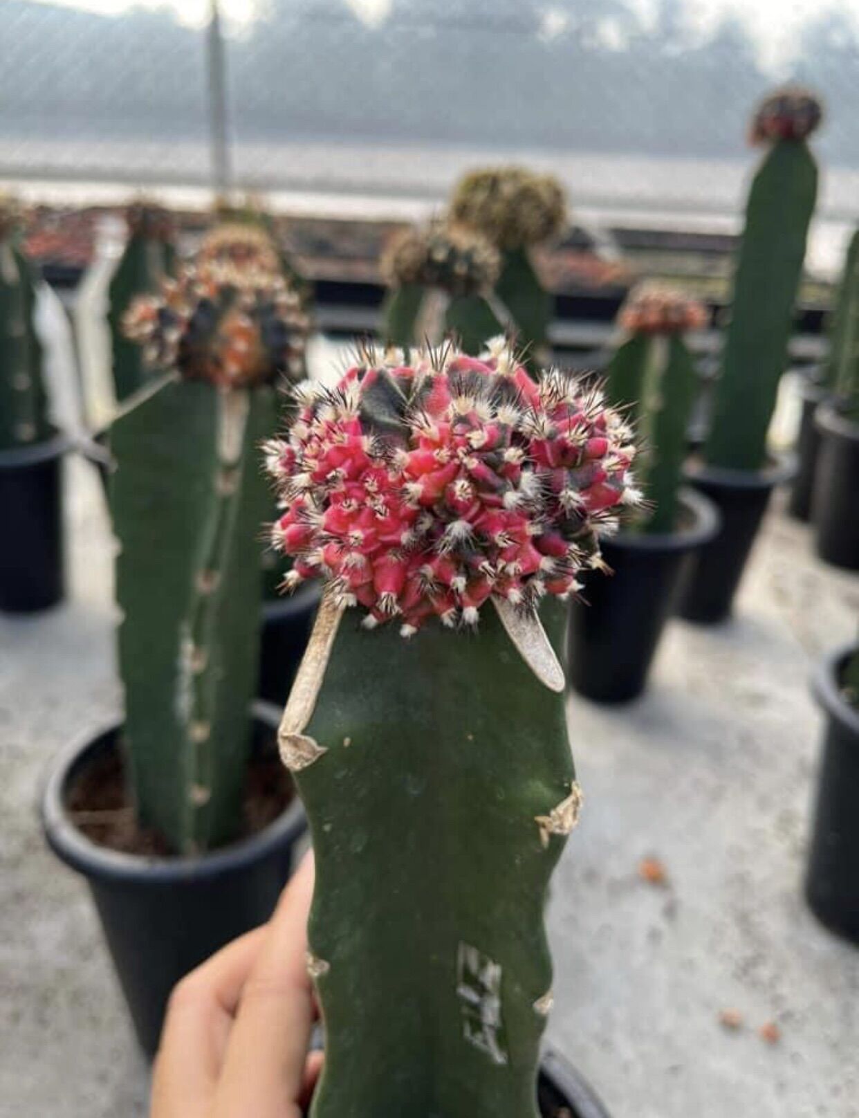 Xương rồng ROSE lem tháp siêu phẩm