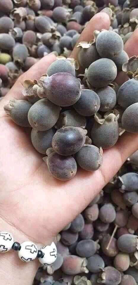 Cây giống sim rừng