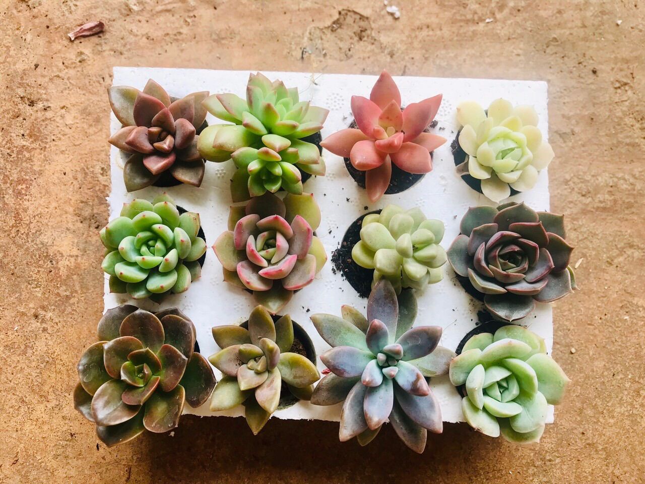 Combo 12 cây sen đá mini ngẫu nhiên