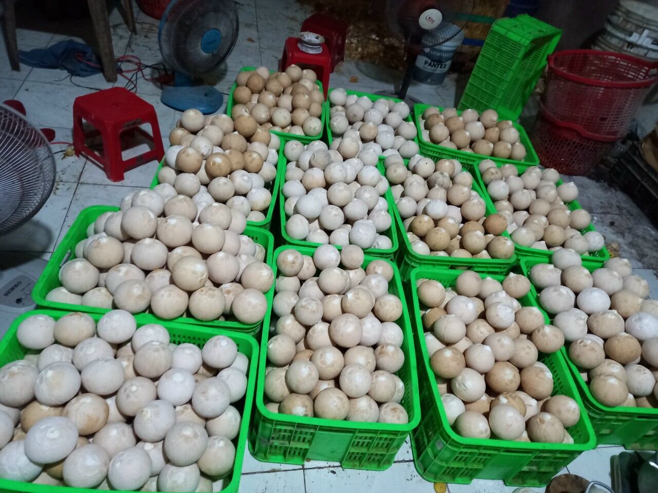 Dừa tươi