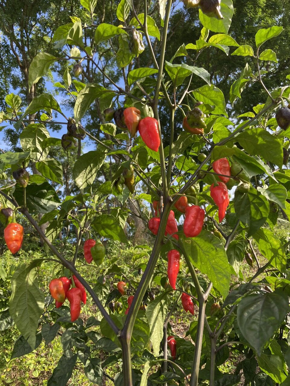 Hạt giống ớt Ghost red hay còn gọi ớt mặt quỷ