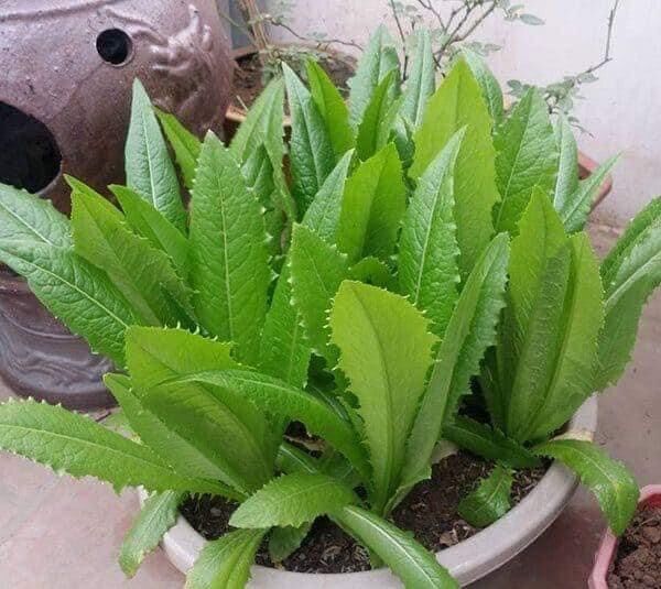 HẠT GIỐNG RAU DIẾP NẾP XANH TÍM