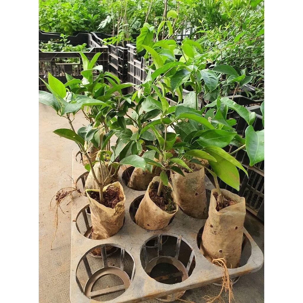 cây giống hoa lan tỏi(1bau)