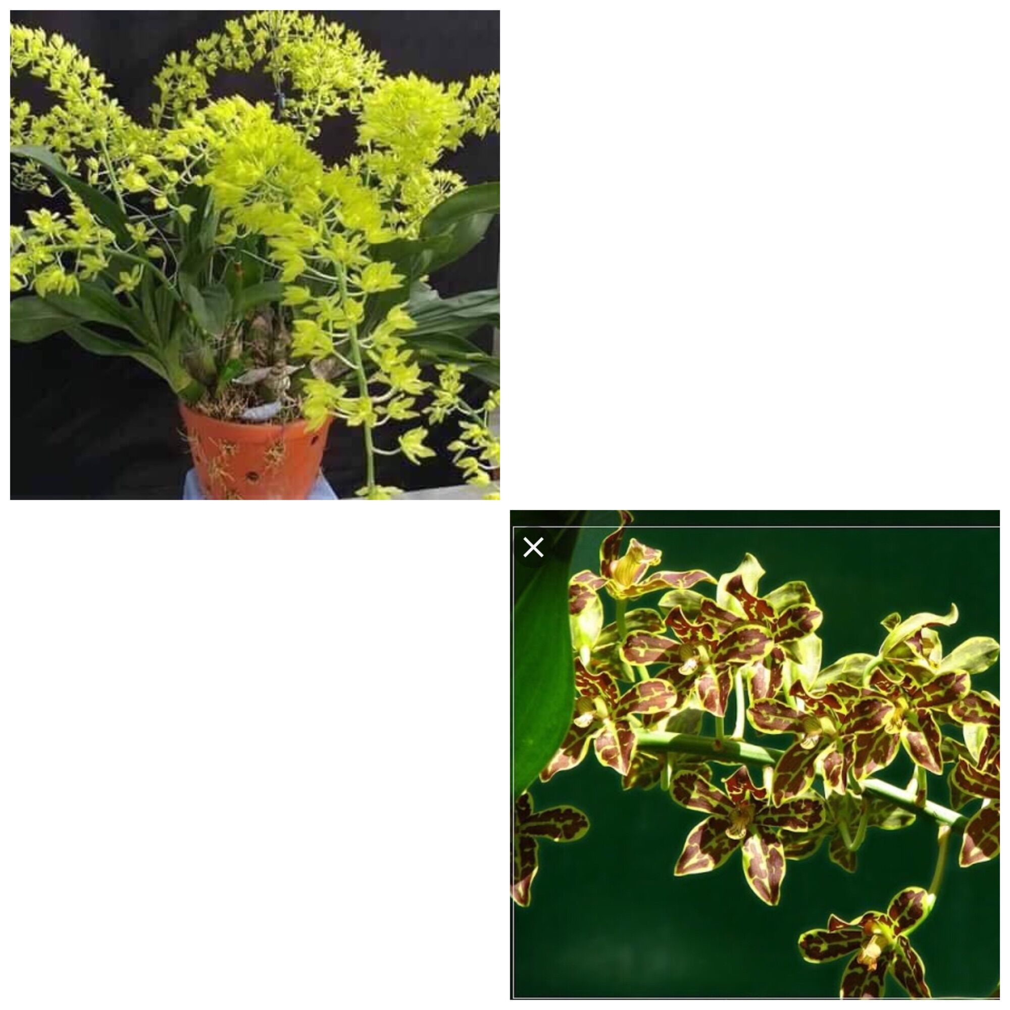 [HCM]Hoa Lan - Vũ Nữ Hoàng Hậu Xanh và Nâu