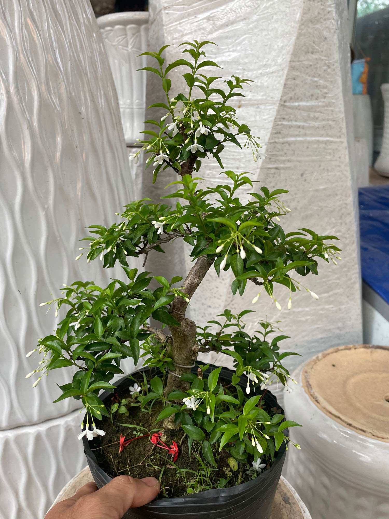 Mai chiếu thuỷ bonsai mini