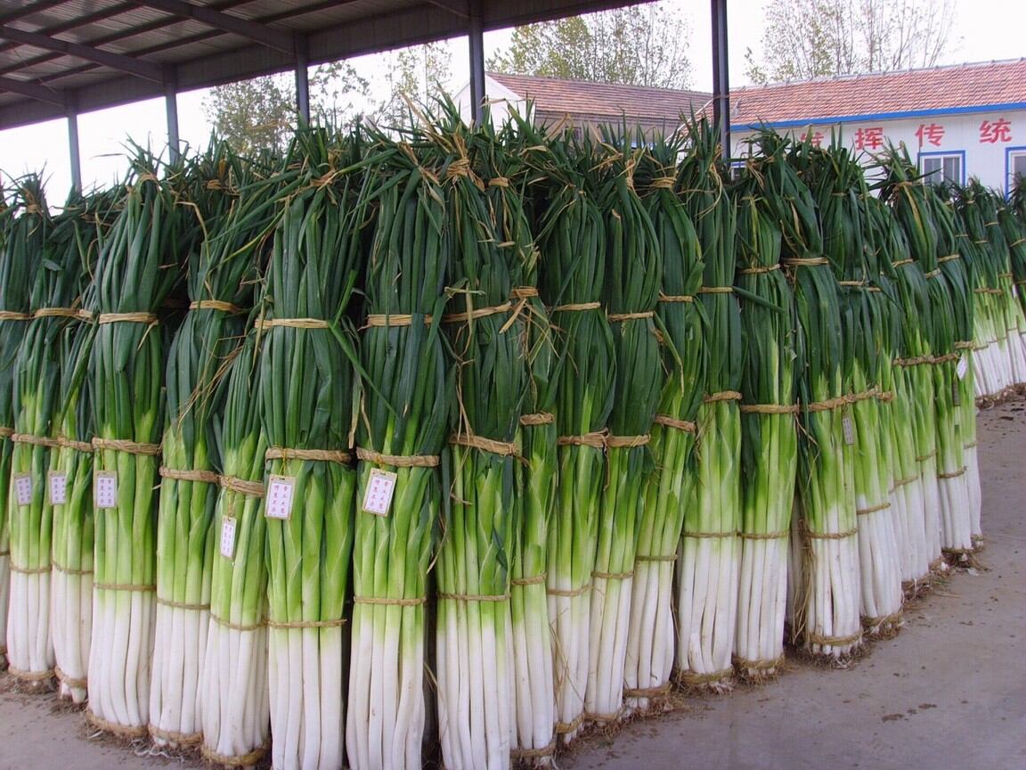 300 HẠT GIỐNG HÀNH BARO KHỔNG LỒ