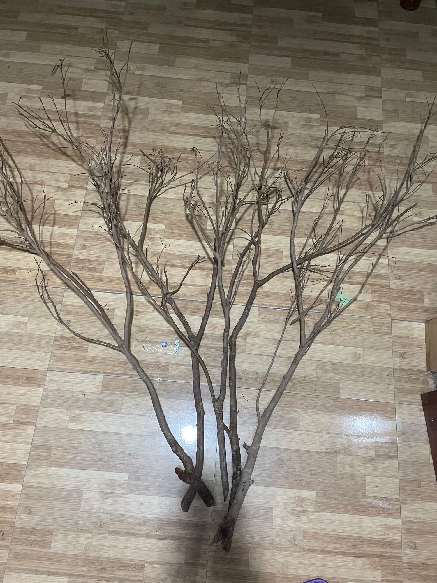 Cành củi trang trí