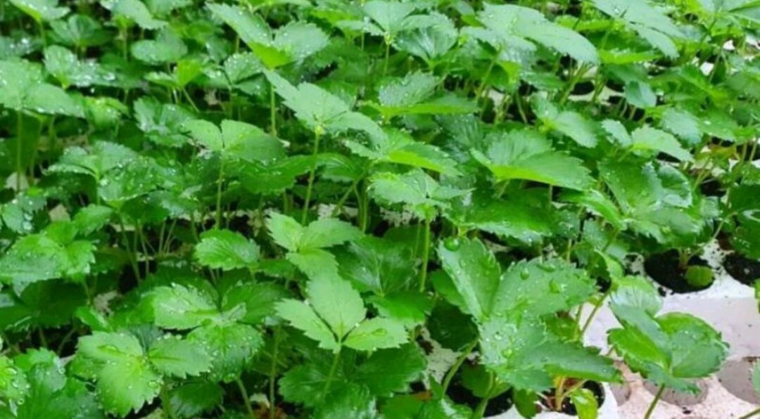 Dâu tây NHẬT SHACHI  ( combo 10 cây mô vỉ - chuẩn giống)