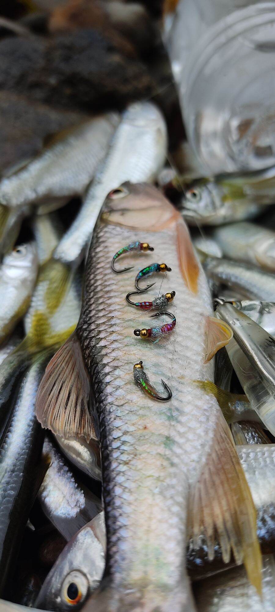 5 fly lure cá mương (mồi câu cá mương)