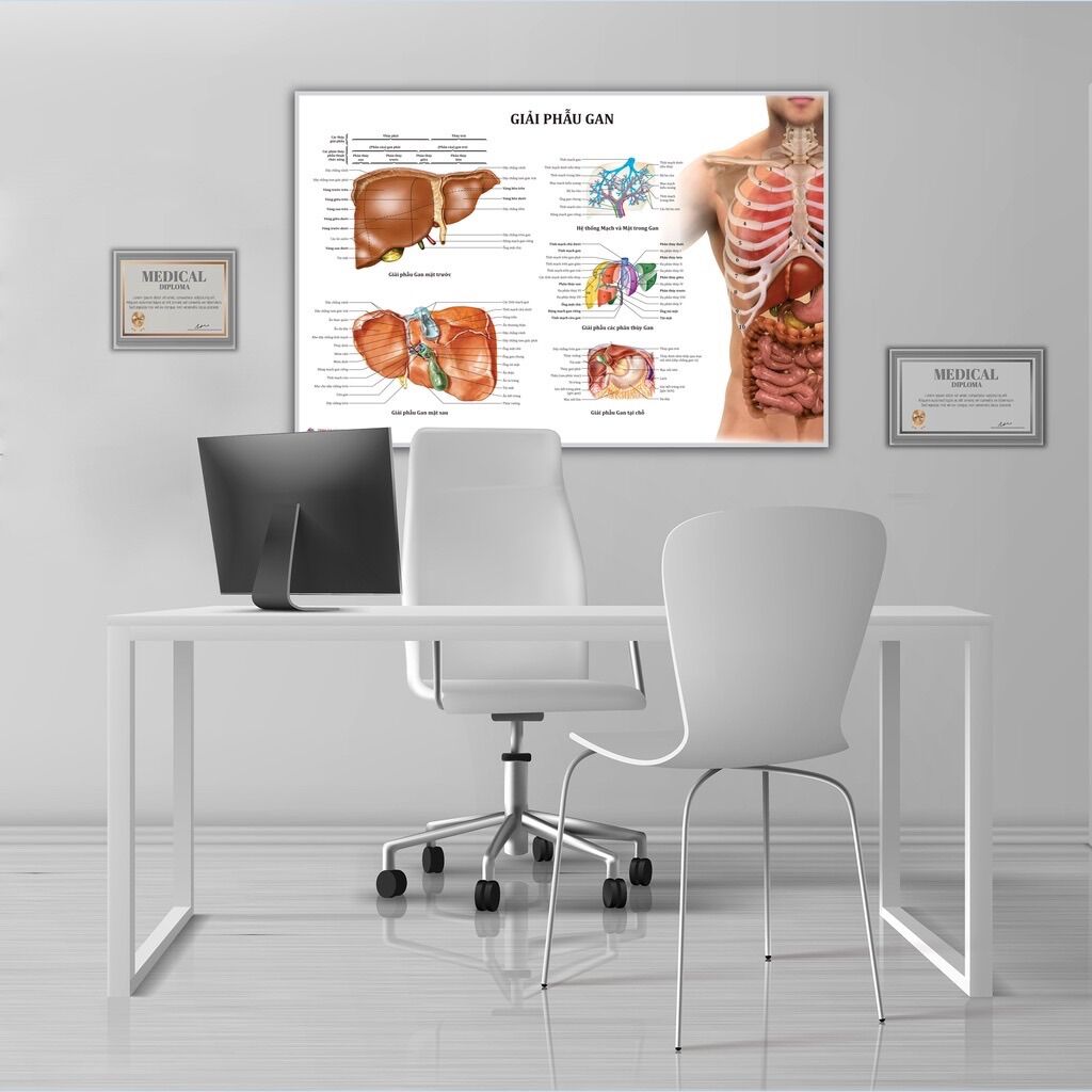Tranh giải phẫu Gan - 50x75cm - Decal dán