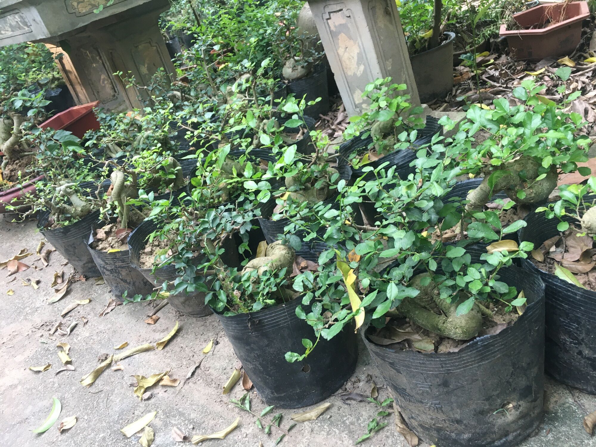 Cây duối mini, 4năm tuổi cốt quoái