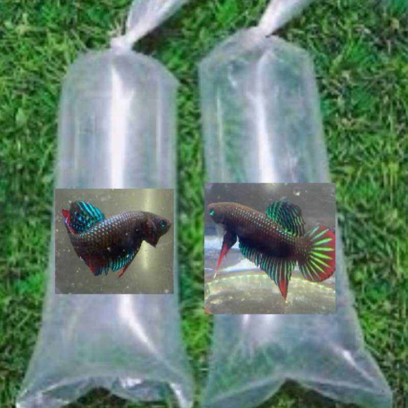 Bọc nylon 2 trong 2 mái hàng đẹp đựng cá lia thia đồng bọc đựng cá cảnh