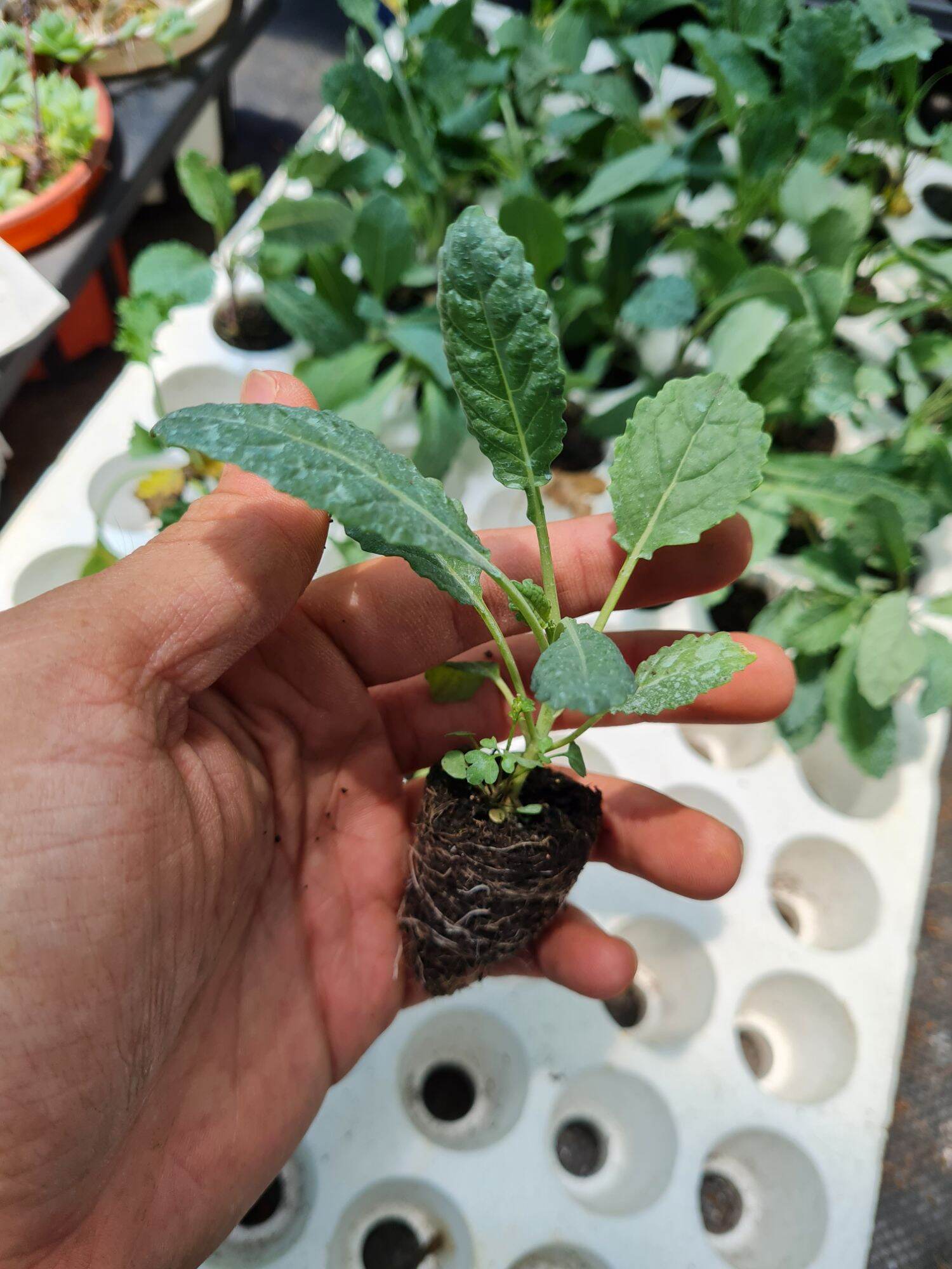 Combo 5 cây cải Kale khủng long xanh