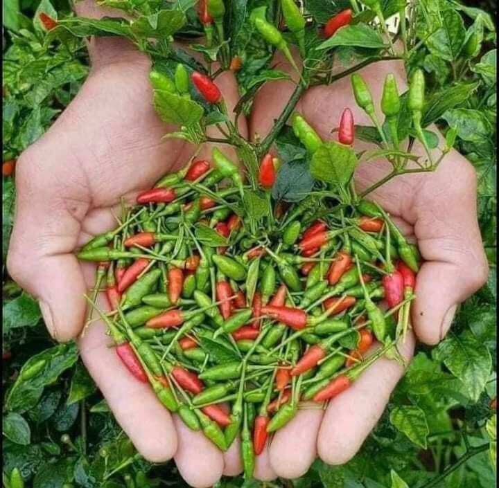 ớt thóc xóc muối