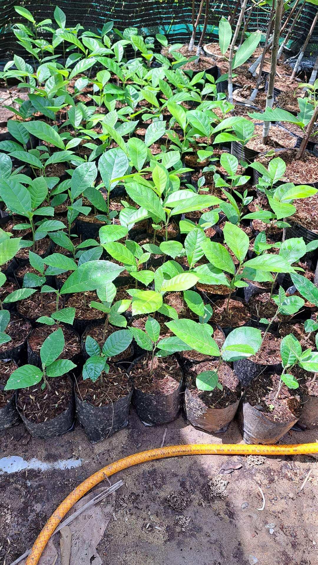CÂY dủ dẻ rừng - cây giống có bầu đất cây con