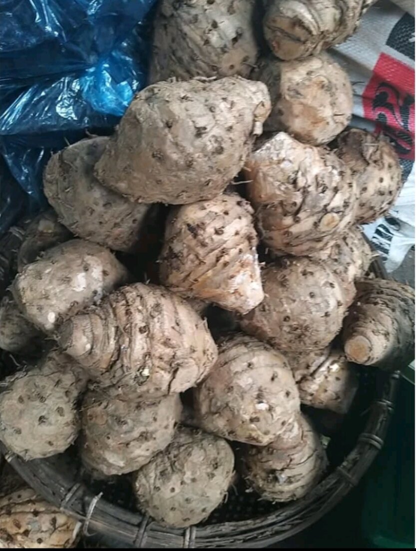 2kg nghệ độc thân rừng