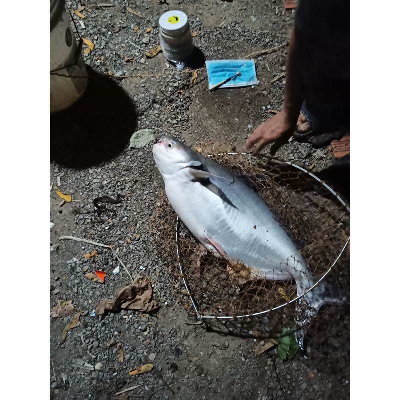 MỒI THUỐC CÁ LĂNG CÁ DA TRƠN 500G