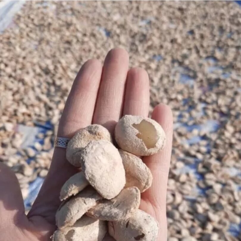 10 hạt sang (sành) hỗ trợ điều trị bệnh dạ dày
