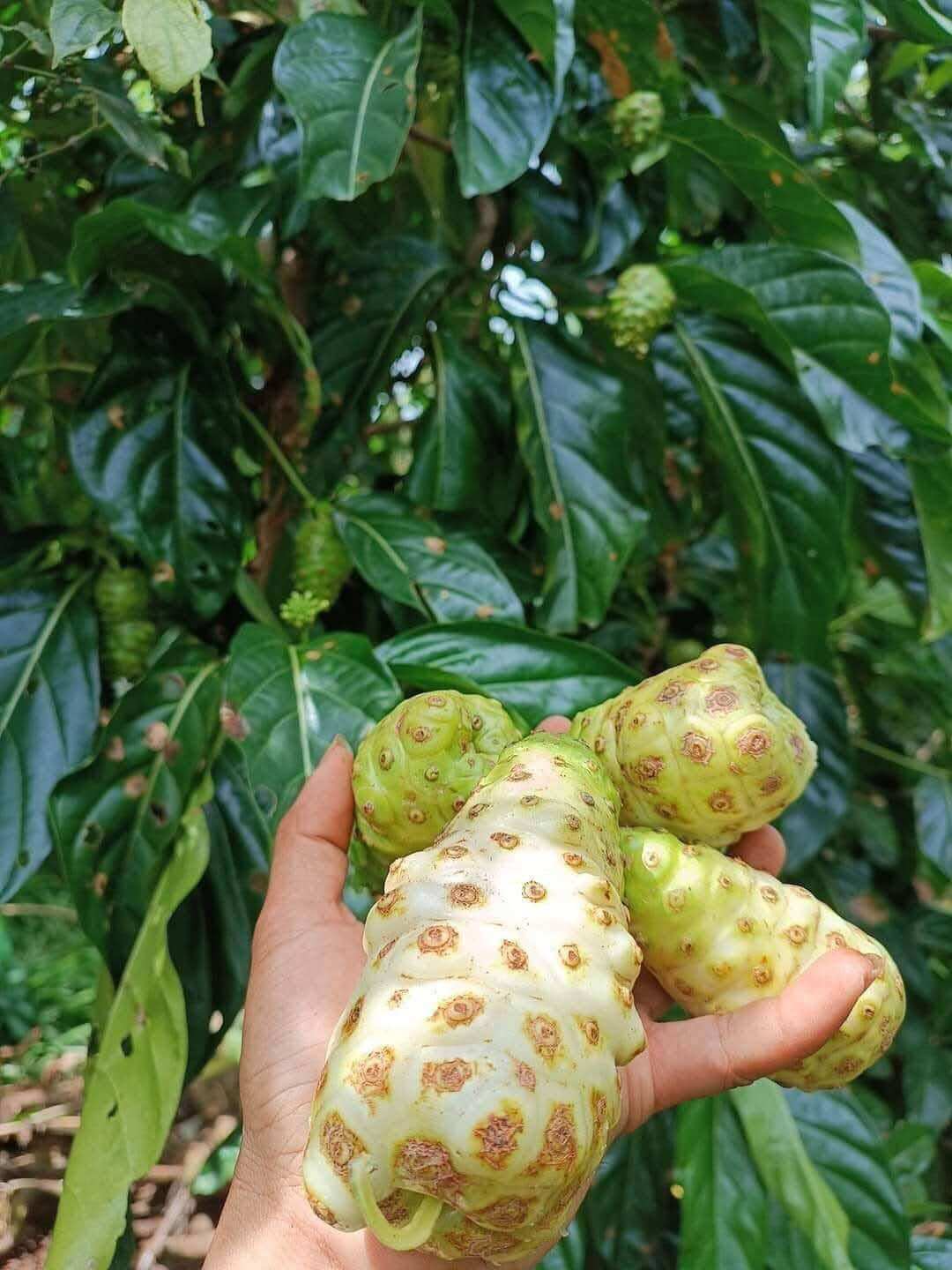 La nhàu tươi Túi 1 ký