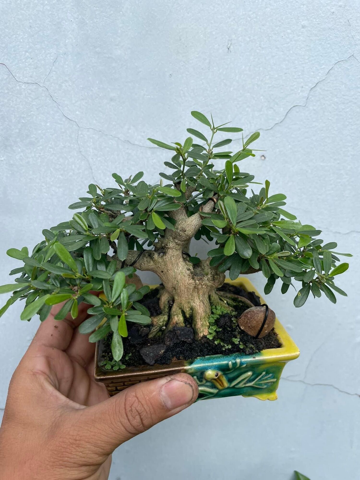 Phân hạt bàng - phân tan chậm hạt bàng