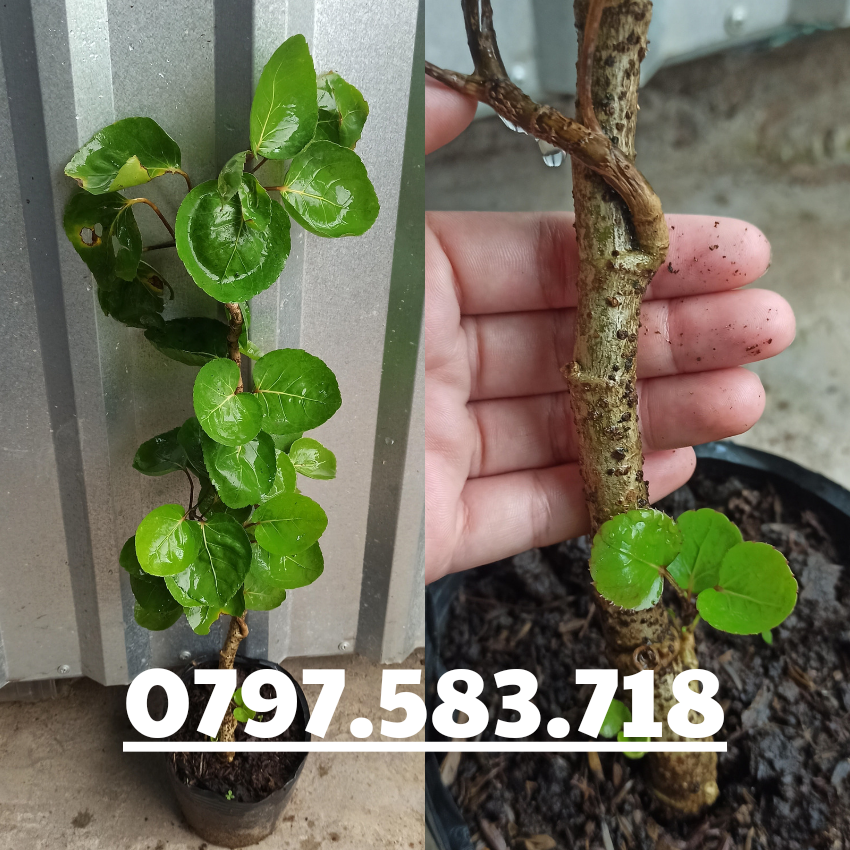 Cây Giống Đinh Lăng Chén