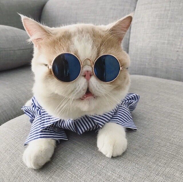KÍNH MÁT ĐEN CHO CHÓ MÈO