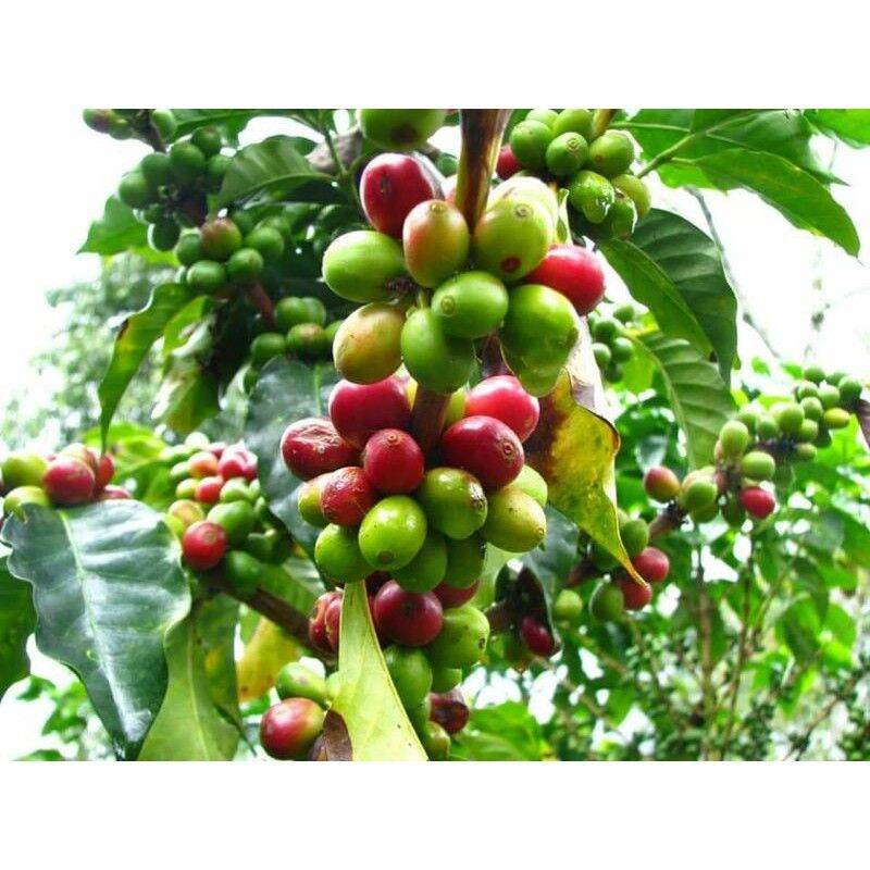 Cây giống Cà Phê CuLi siêu trái (cây xanh).