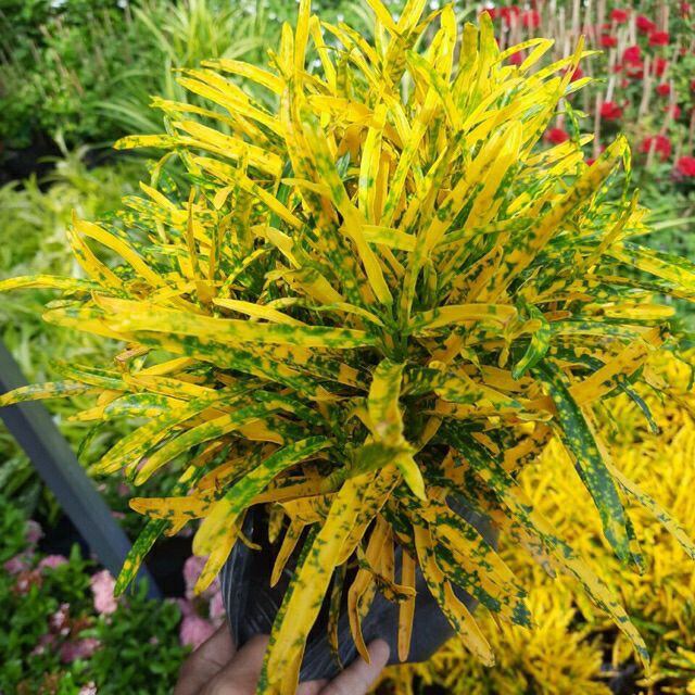 CÂY CÔ TÒNG -LÁ NHỎ VÀNG...🌸.11k🍀(shop mới bán mua đơn từ 100k tặng cây giống)