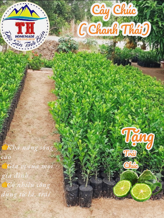 Cây Chúc ( Chanh Thái ) - An Giang ( 50cm)