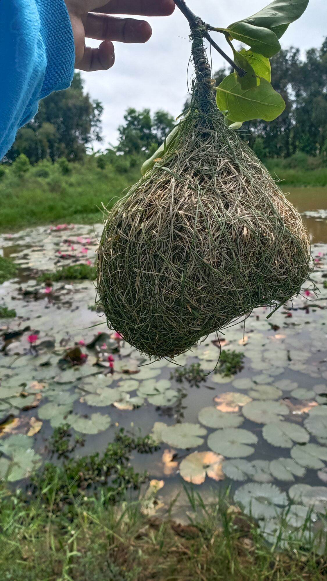 tổ chim dòng dọc trống