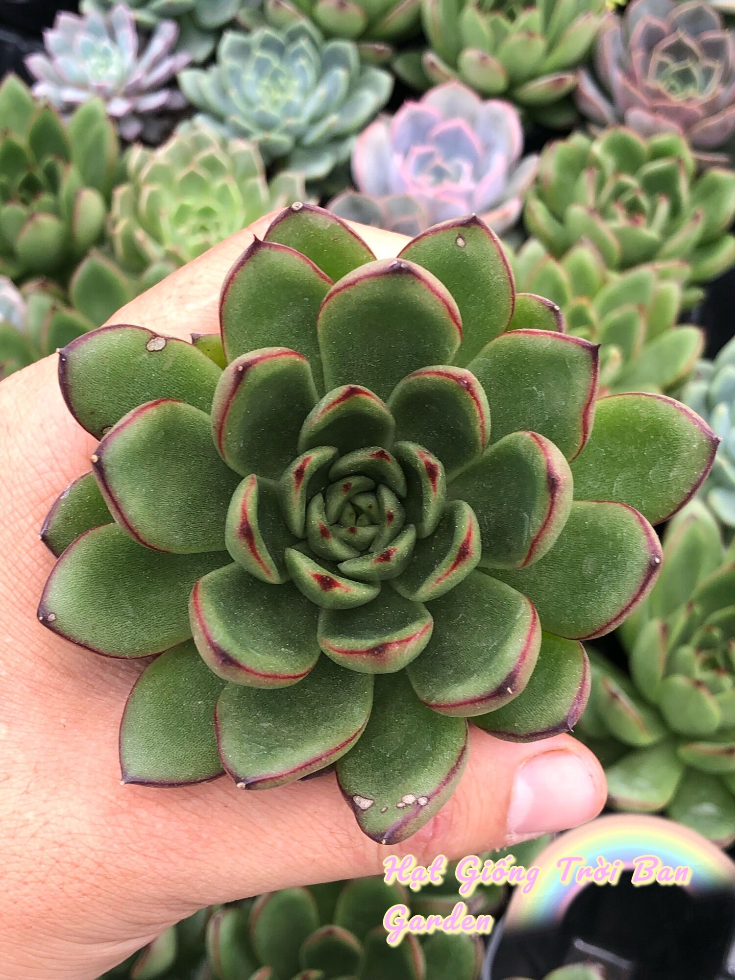 SEN ĐÁ ĐẾ VƯƠNG VIỀN ĐỎ SIZE 7-9 cm -XUẤT VƯỜN ĐÀ LẠT 😍 ĐÃ THUẦN KHÍ HẬU 🤑 SỐ LƯỢNG CÓ HẠN 🤫