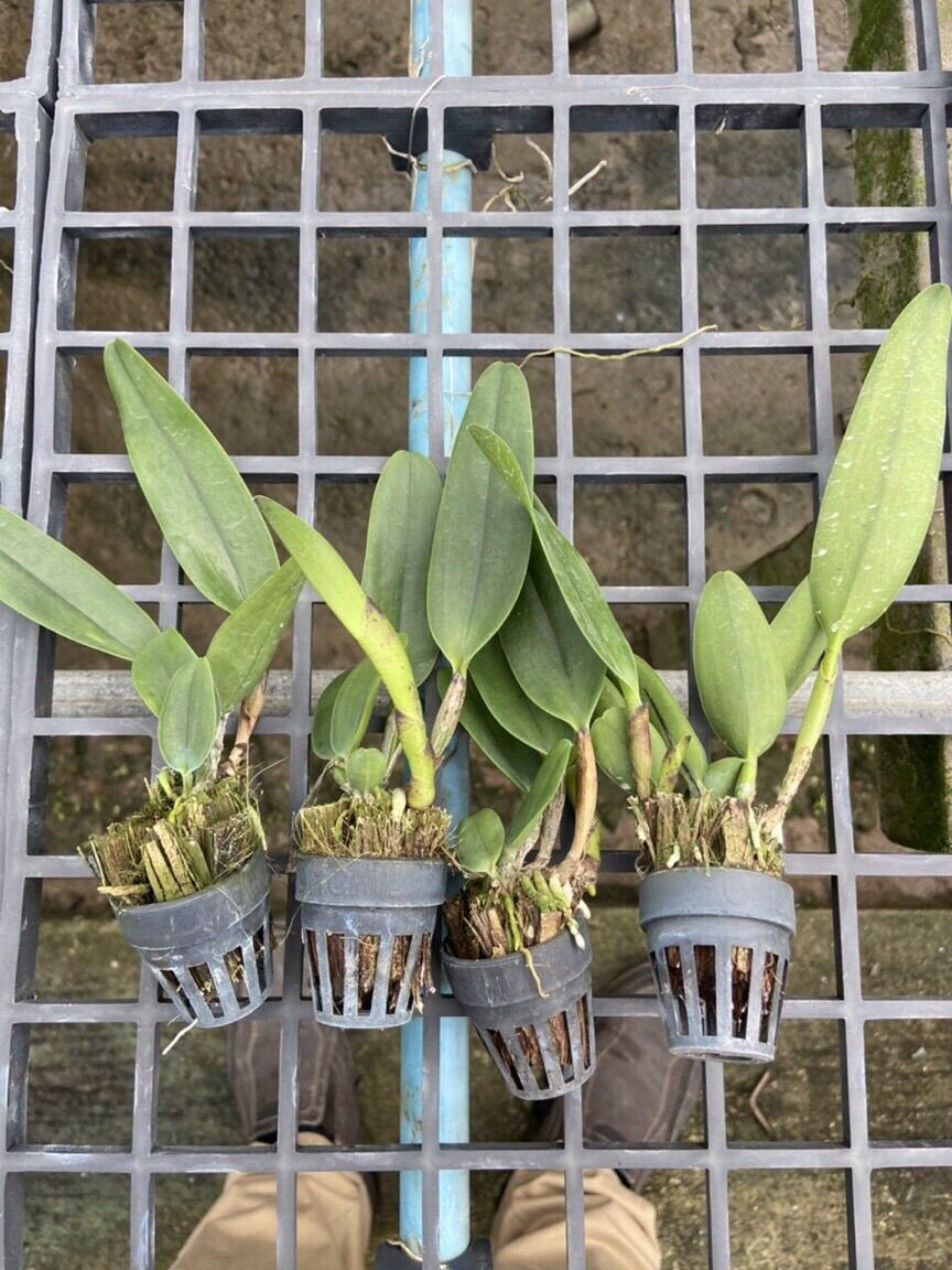 TNX01 - Hoa Lan Cattleya Màu Trắng Tím - Cây Con