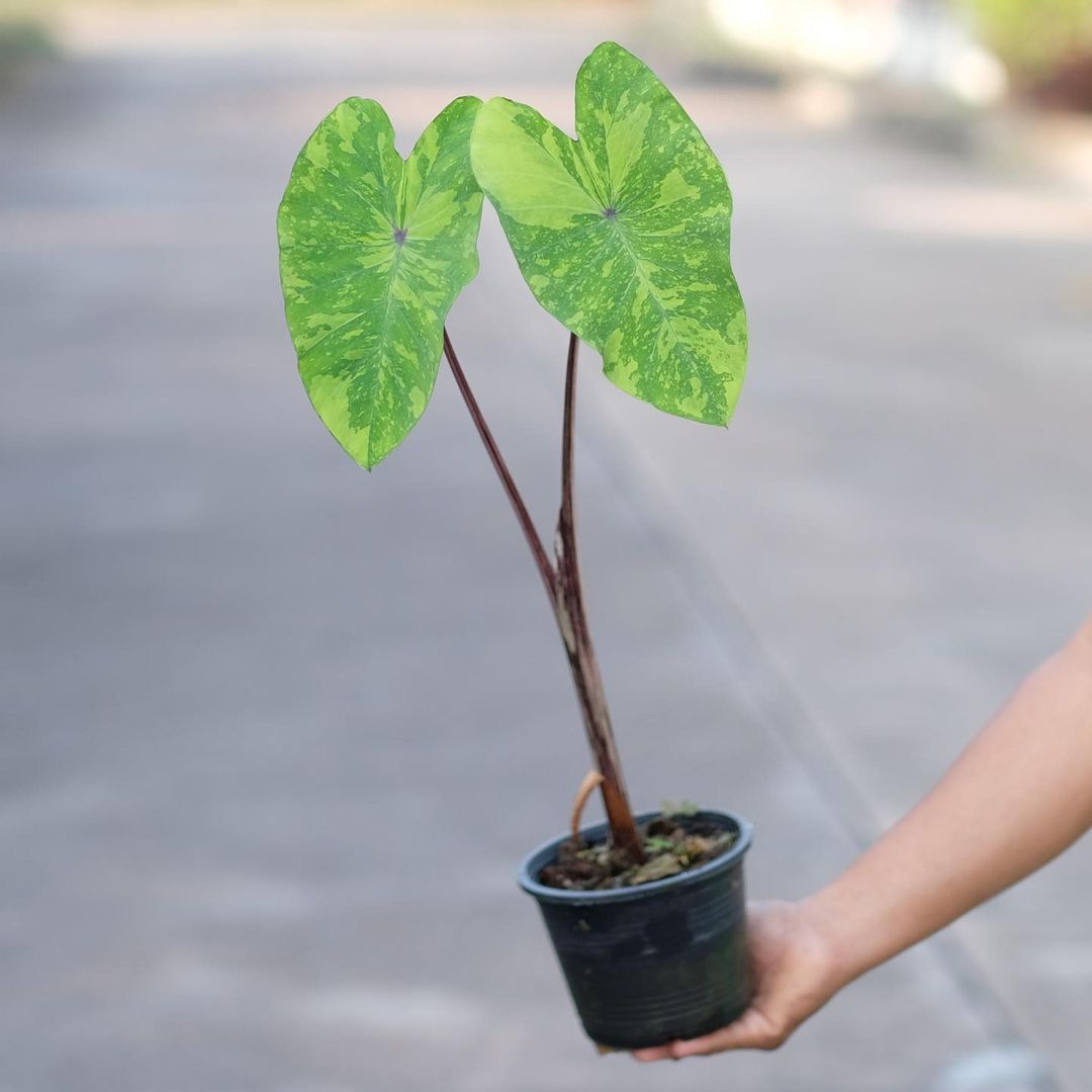 Colocasia Lemon Lime Gecko