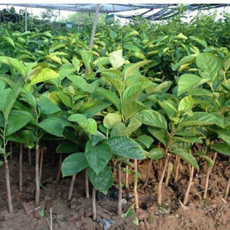 CÂY GIỐNG HỒNG GIÒN NHẬT BẢN