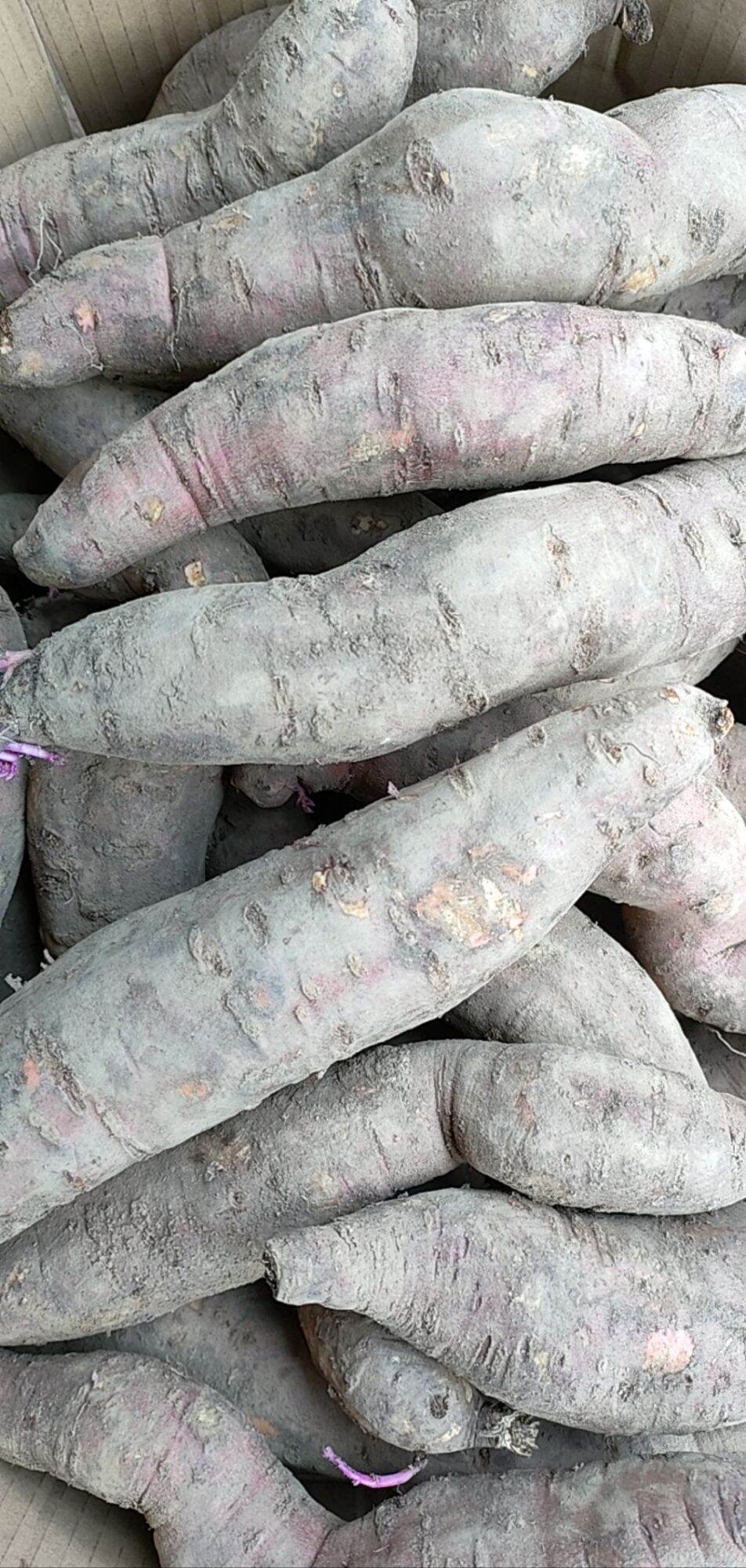 5kg khoai mật ,đã héo.3,4,5 củ 1kg