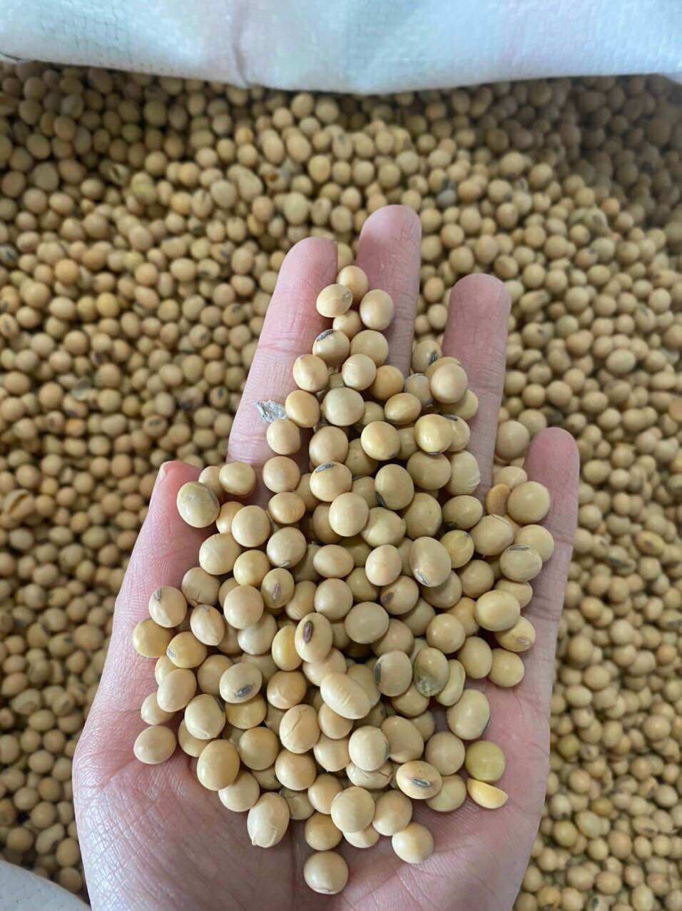 Đậu nành Mỹ loại 1: 1Kg