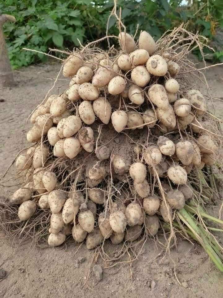 2kg củ lùng ngon, còn sống khách về tự luộc