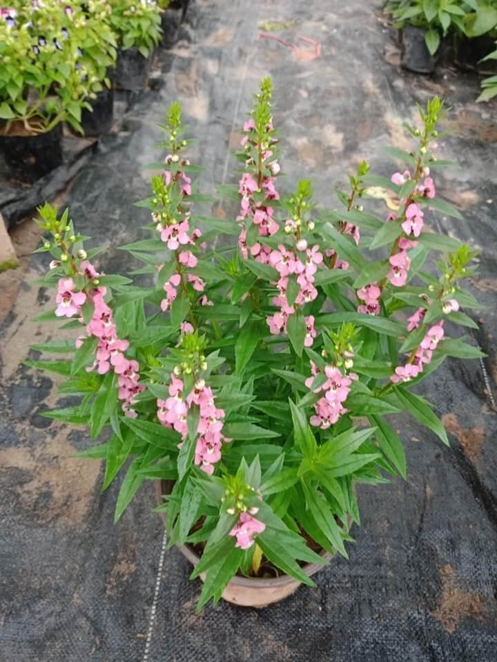cây hoa ngọc hân- violet nhật